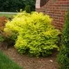 Fast Growing Trees Sunshine Ligustrum Shrub 1 Fast Growing Trees Sunshine Ligustrum Shrub