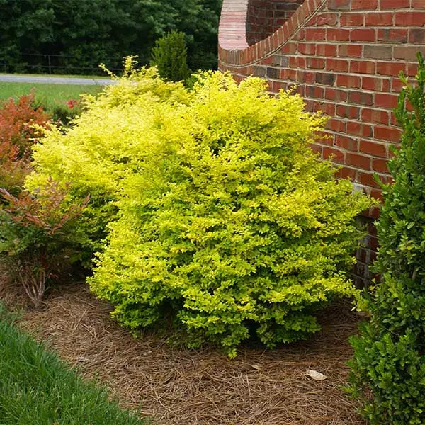 Fast Growing Trees Sunshine Ligustrum Shrub 3 Fast Growing Trees Sunshine Ligustrum Shrub