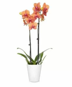 Fast Growing Trees Orchid Plant In White Pot 26 Fast Growing Trees Orchid Plant In White Pot