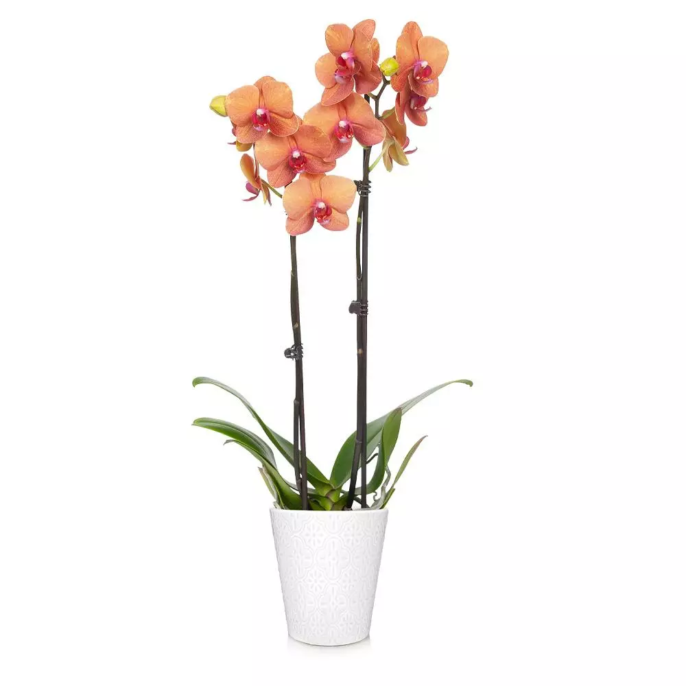 Fast Growing Trees Orchid Plant In White Pot 12 Fast Growing Trees Orchid Plant In White Pot