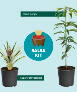Fast Growing Trees Mango Trees Salsa Kit 10 Fast Growing Trees Mango Trees Salsa Kit