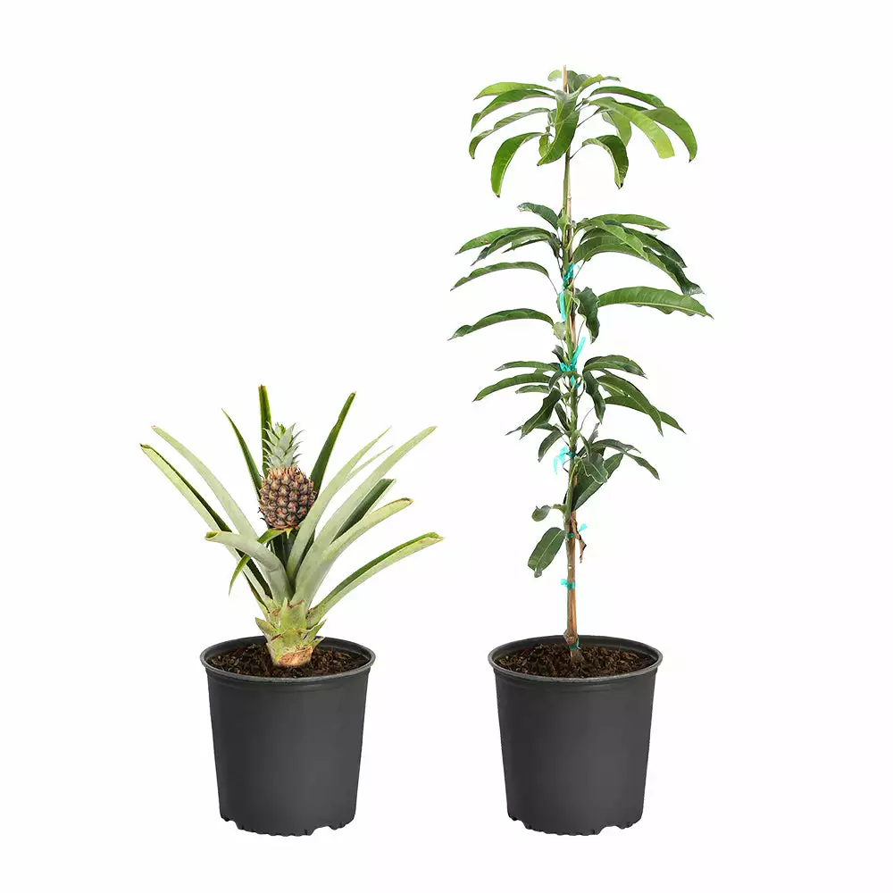 Fast Growing Trees Mango Trees Salsa Kit 4 Fast Growing Trees Mango Trees Salsa Kit