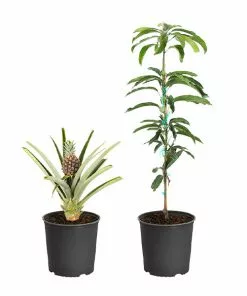Fast Growing Trees Mango Trees Salsa Kit