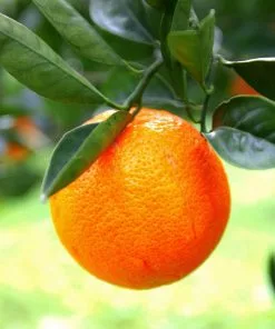 Fast Growing Trees Sanguinelli Blood Orange Tree