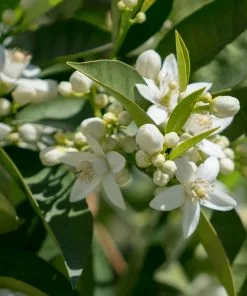 Fast Growing Trees Sanguinelli Blood Orange Tree