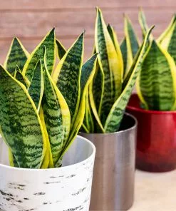 Fast Growing Trees Air Purifying House Plants Snake Plant