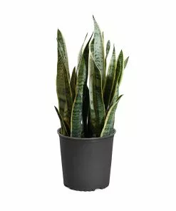 Fast Growing Trees Air Purifying House Plants Snake Plant