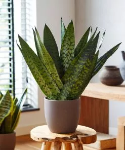 Fast Growing Trees Air Purifying House Plants Snake Plant