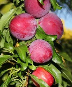 Fast Growing Trees Plum Trees Santa Rosa Plum Tree