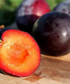 Fast Growing Trees Plum Trees Santa Rosa Plum Tree 10 Fast Growing Trees Plum Trees Santa Rosa Plum Tree