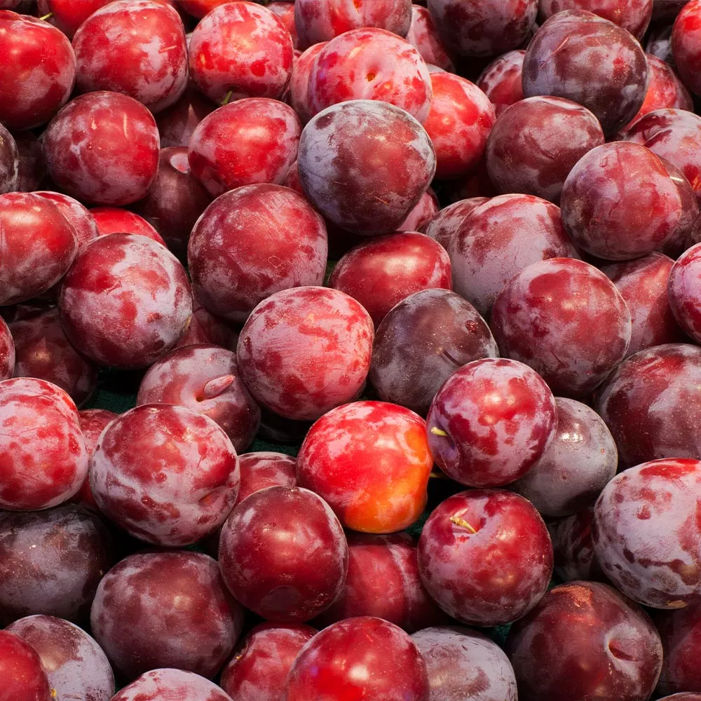 Fast Growing Trees Plum Trees Santa Rosa Plum Tree 6 Fast Growing Trees Plum Trees Santa Rosa Plum Tree