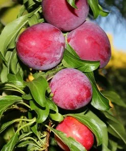 Fast Growing Trees Plum Trees Santa Rosa Plum Tree