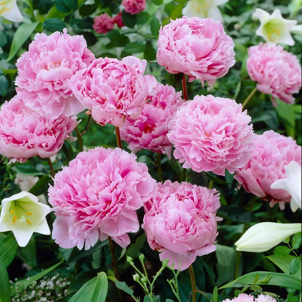 Fast Growing Trees Sarah Bernhardt Peony Deer Resistant Plants 4 Fast Growing Trees Sarah Bernhardt Peony Deer Resistant Plants