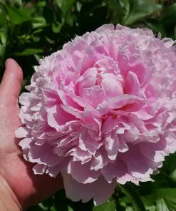 Fast Growing Trees Sarah Bernhardt Peony Deer Resistant Plants 9 Fast Growing Trees Sarah Bernhardt Peony Deer Resistant Plants