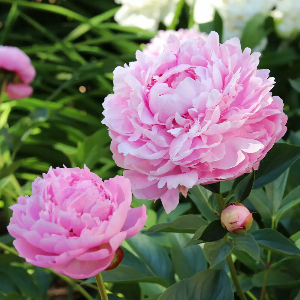 Fast Growing Trees Sarah Bernhardt Peony Deer Resistant Plants 5 Fast Growing Trees Sarah Bernhardt Peony Deer Resistant Plants