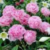 Fast Growing Trees Sarah Bernhardt Peony Deer Resistant Plants 1 Fast Growing Trees Sarah Bernhardt Peony Deer Resistant Plants