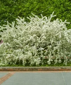 Fast Growing Trees Sargent Crabapple Tree Crabapple Trees 9 Fast Growing Trees Sargent Crabapple Tree Crabapple Trees