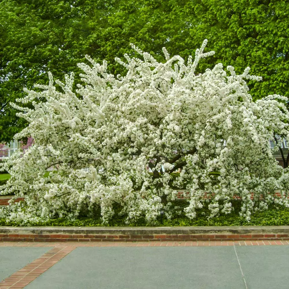 Fast Growing Trees Sargent Crabapple Tree Crabapple Trees 5 Fast Growing Trees Sargent Crabapple Tree Crabapple Trees