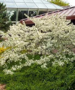Fast Growing Trees Sargent Crabapple Tree Crabapple Trees