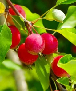 Fast Growing Trees Sargent Crabapple Tree Crabapple Trees 11 Fast Growing Trees Sargent Crabapple Tree Crabapple Trees