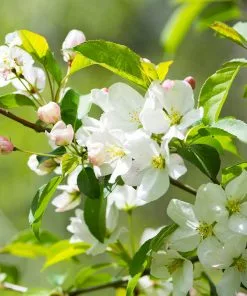 Fast Growing Trees Sargent Crabapple Tree Crabapple Trees 10 Fast Growing Trees Sargent Crabapple Tree Crabapple Trees