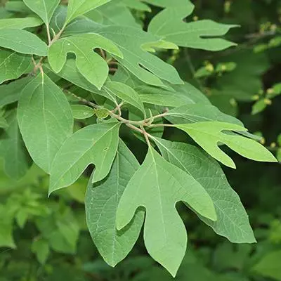 Fast Growing Trees Sassafras Tree See All Fruit Trees 5 Fast Growing Trees Sassafras Tree See All Fruit Trees