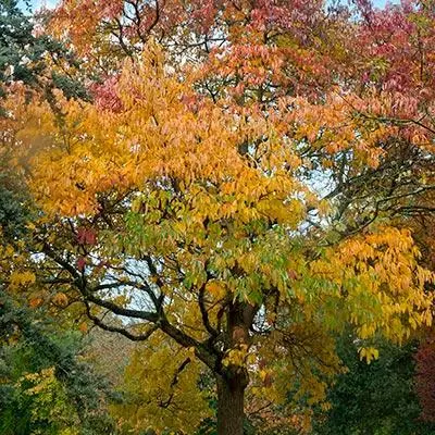 Fast Growing Trees Sassafras Tree See All Fruit Trees 4 Fast Growing Trees Sassafras Tree See All Fruit Trees