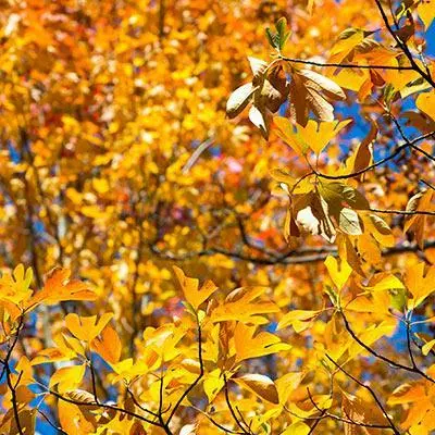 Fast Growing Trees Sassafras Tree See All Fruit Trees 6 Fast Growing Trees Sassafras Tree See All Fruit Trees