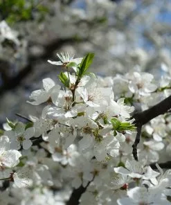 Fast Growing Trees Plum Trees Satsuma Plum Tree