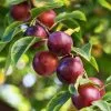 Fast Growing Trees Plum Trees Satsuma Plum Tree 2 Fast Growing Trees Plum Trees Satsuma Plum Tree