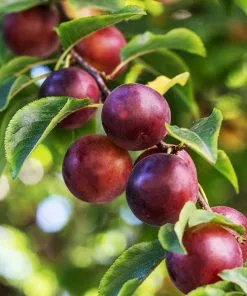 Fast Growing Trees Plum Trees Satsuma Plum Tree