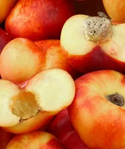 Fast Growing Trees Saturn Peach Tree Peach Trees 11 Fast Growing Trees Saturn Peach Tree Peach Trees