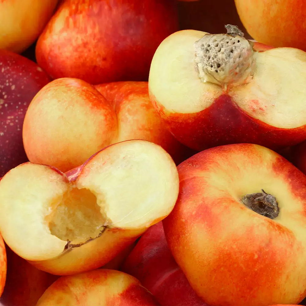 Fast Growing Trees Donut Saturn Peach Tree See All Fruit Trees 5 Fast Growing Trees Donut Saturn Peach Tree See All Fruit Trees