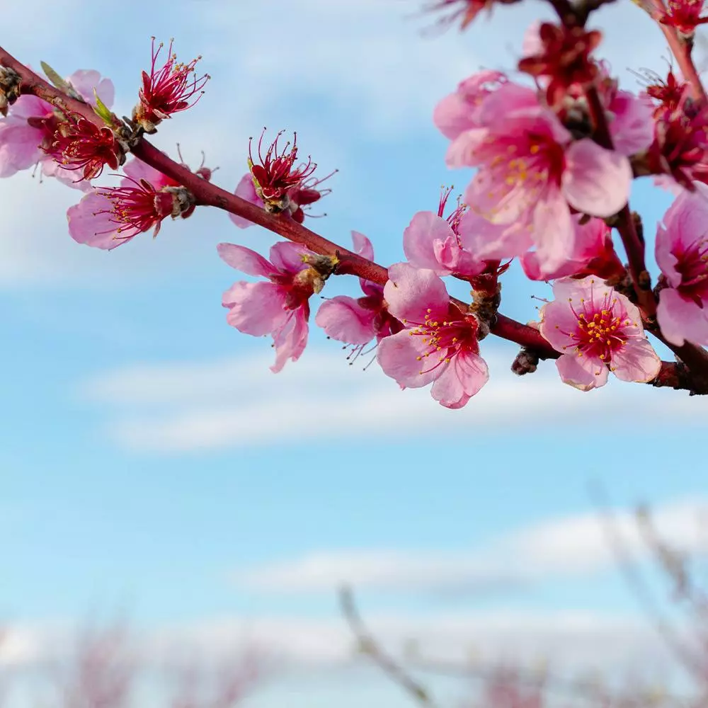 Fast Growing Trees Saturn Peach Tree Peach Trees 7 Fast Growing Trees Saturn Peach Tree Peach Trees