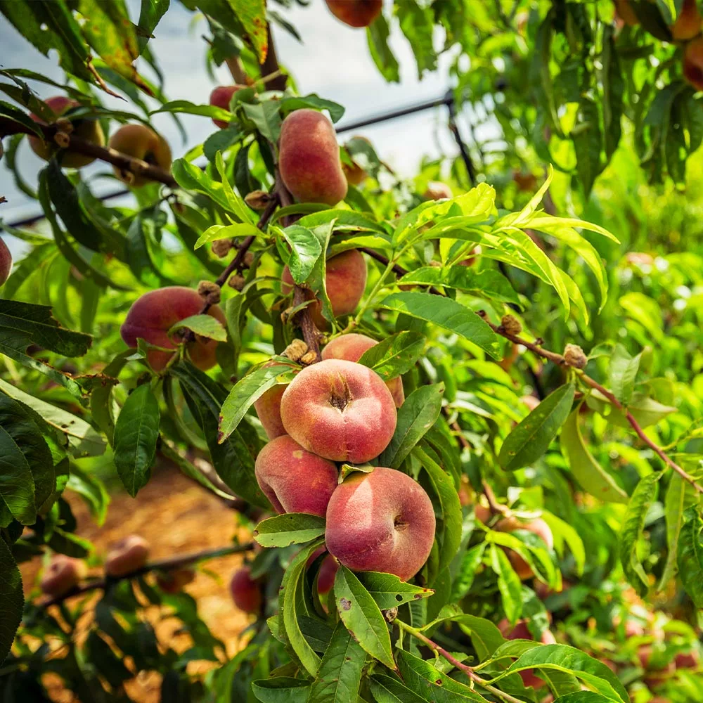 Fast Growing Trees Donut Saturn Peach Tree See All Fruit Trees 8 Fast Growing Trees Donut Saturn Peach Tree See All Fruit Trees