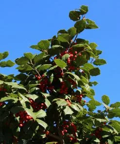 Fast Growing Trees Holly Trees American Holly 9 Fast Growing Trees Holly Trees American Holly