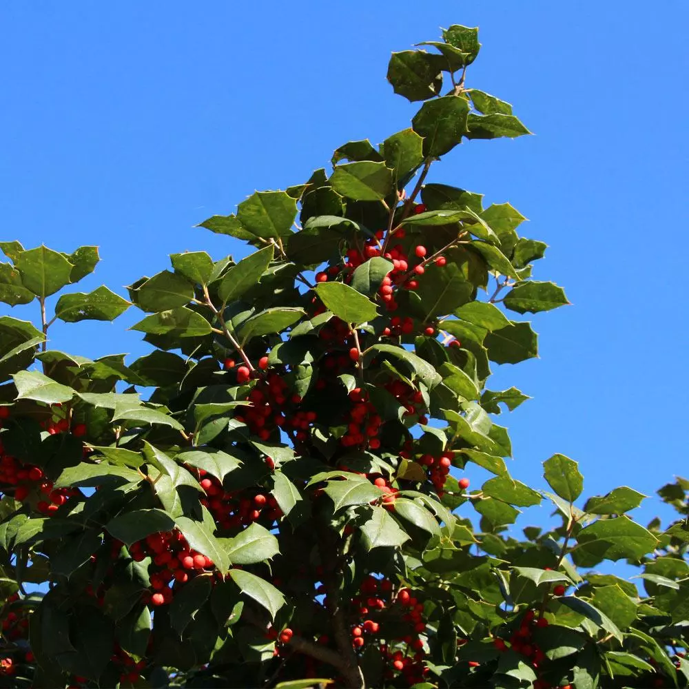 Fast Growing Trees Holly Trees American Holly 5 Fast Growing Trees Holly Trees American Holly