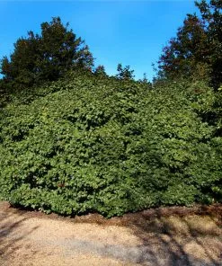 Fast Growing Trees Holly Trees American Holly 11 Fast Growing Trees Holly Trees American Holly