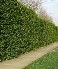 Fast Growing Trees Holly Trees American Holly