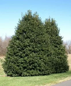 Fast Growing Trees Holly Trees American Holly 10 Fast Growing Trees Holly Trees American Holly