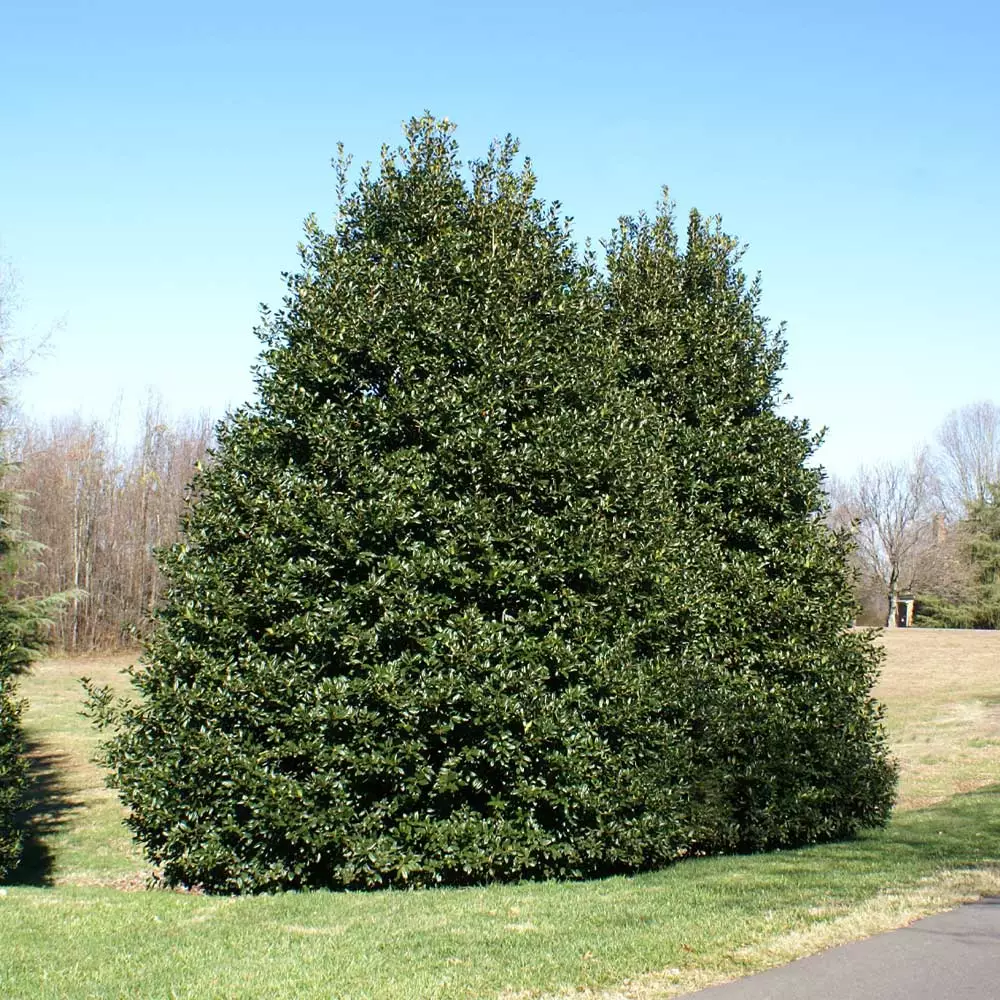 Fast Growing Trees Holly Trees American Holly 6 Fast Growing Trees Holly Trees American Holly