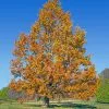 Fast Growing Trees Sawtooth Oak Tree 2 Fast Growing Trees Sawtooth Oak Tree