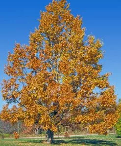 Fast Growing Trees Sawtooth Oak Tree