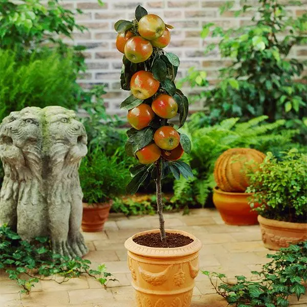 Fast Growing Trees Scarlet Sentinel Columnar Apple Tree 3 Fast Growing Trees Scarlet Sentinel Columnar Apple Tree