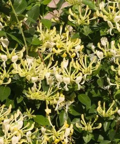 Fast Growing Trees 'Scentsation' Honeysuckle Vine