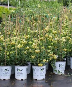 Fast Growing Trees 'Scentsation' Honeysuckle Vine 10 Fast Growing Trees 'Scentsation' Honeysuckle Vine