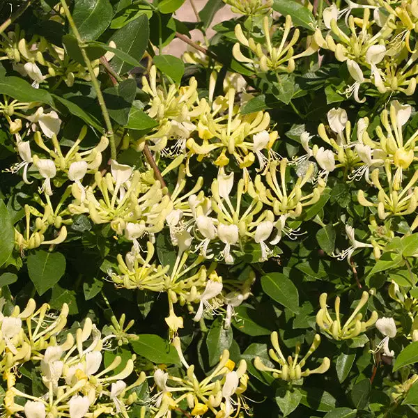 Fast Growing Trees 'Scentsation' Honeysuckle Vine 3 Fast Growing Trees 'Scentsation' Honeysuckle Vine