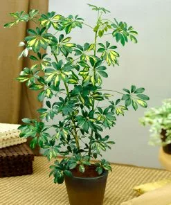 Fast Growing Trees Variegated Dwarf Umbrella Tree - Schefflera Trinette See All House & Patio 11 Fast Growing Trees Variegated Dwarf Umbrella Tree - Schefflera Trinette See All House & Patio