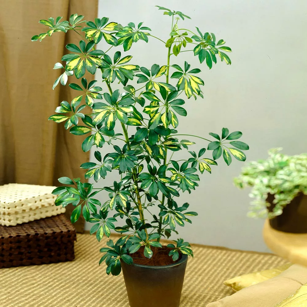 Fast Growing Trees Variegated Dwarf Umbrella Tree - Schefflera Trinette See All House & Patio 5 Fast Growing Trees Variegated Dwarf Umbrella Tree - Schefflera Trinette See All House & Patio