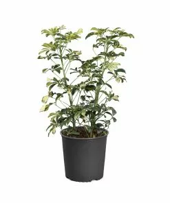 Fast Growing Trees Variegated Dwarf Umbrella Tree - Schefflera Trinette See All House & Patio 12 Fast Growing Trees Variegated Dwarf Umbrella Tree - Schefflera Trinette See All House & Patio